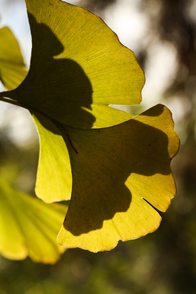 Imagine de aproape cu planta ginkgo biloba