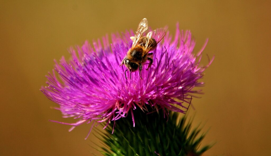 ciulin de lapte, fotografie de aproape, cu o albina pe el. din el se extrage silimarina 