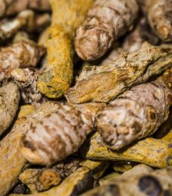 radacini de ginseng close up