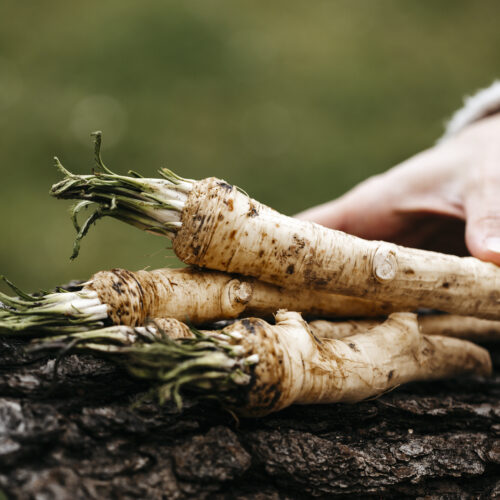 Legătură de hrean așezată pe o buturugă. Lângă, mâna unei persoane