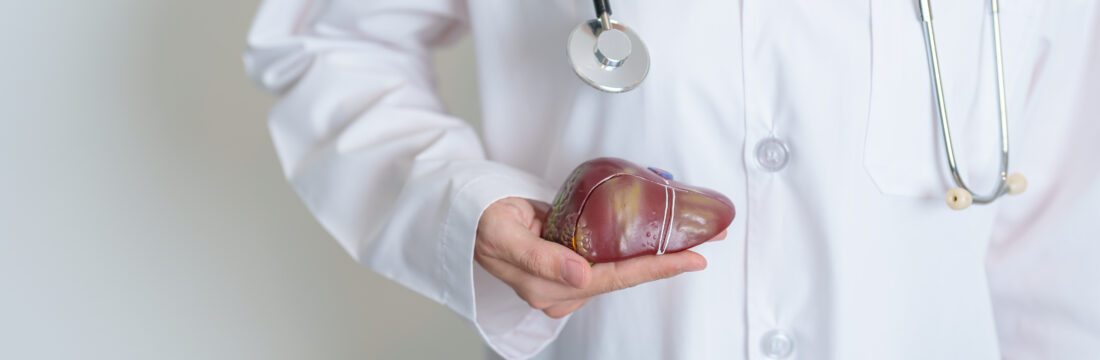 Imagine de aproape, medic ce ține o figură anatomică ce reprezintă un ficat