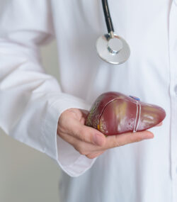 Imagine de aproape, medic ce ține o figură anatomică ce reprezintă un ficat