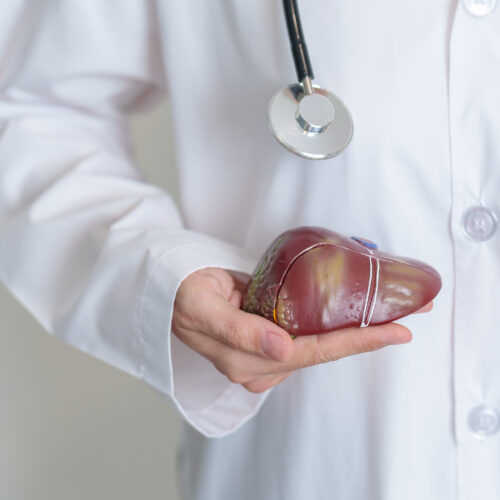 Imagine de aproape, medic ce ține o figură anatomică ce reprezintă un ficat