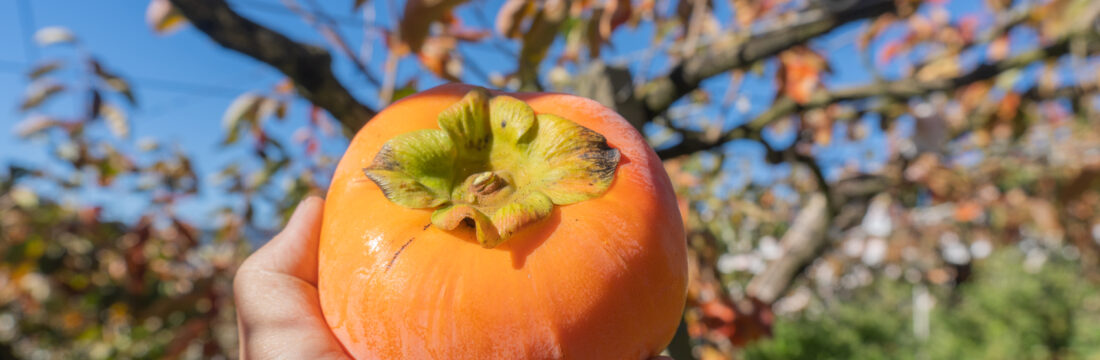 Imagine de aproape, persoană care ține în mână un kaki fruct copt, pe care l-a luat din copac. În spate se vede cerul și crengile copacilor