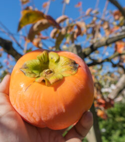 Imagine de aproape, persoană care ține în mână un kaki fruct copt, pe care l-a luat din copac. În spate se vede cerul și crengile copacilor