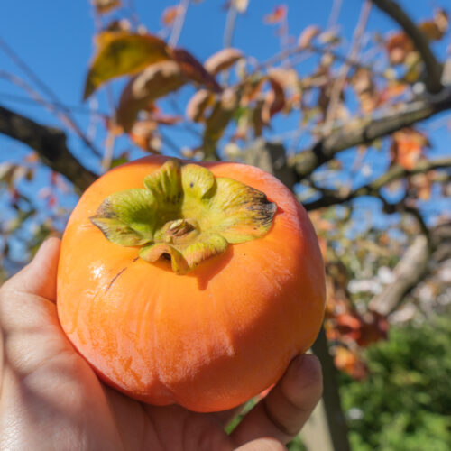 Imagine de aproape, persoană care ține în mână un kaki fruct copt, pe care l-a luat din copac. În spate se vede cerul și crengile copacilor
