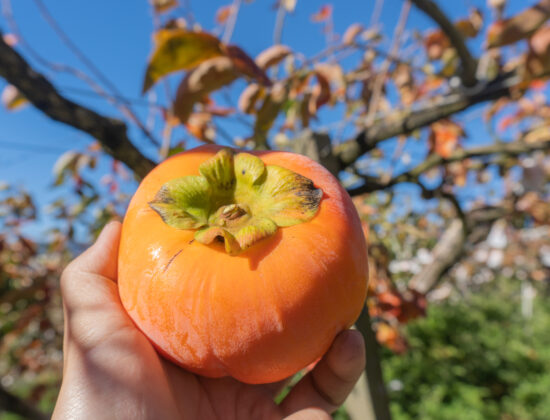 Imagine de aproape, persoană care ține în mână un kaki fruct copt, pe care l-a luat din copac. În spate se vede cerul și crengile copacilor