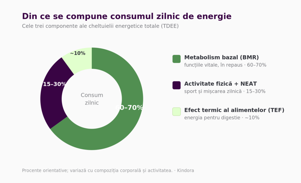 Grafic: componentele consumului zilnic de energie — metabolism bazal 60–70%, activitate + NEAT 15–30%, efect termic al alimentelor ~10%.