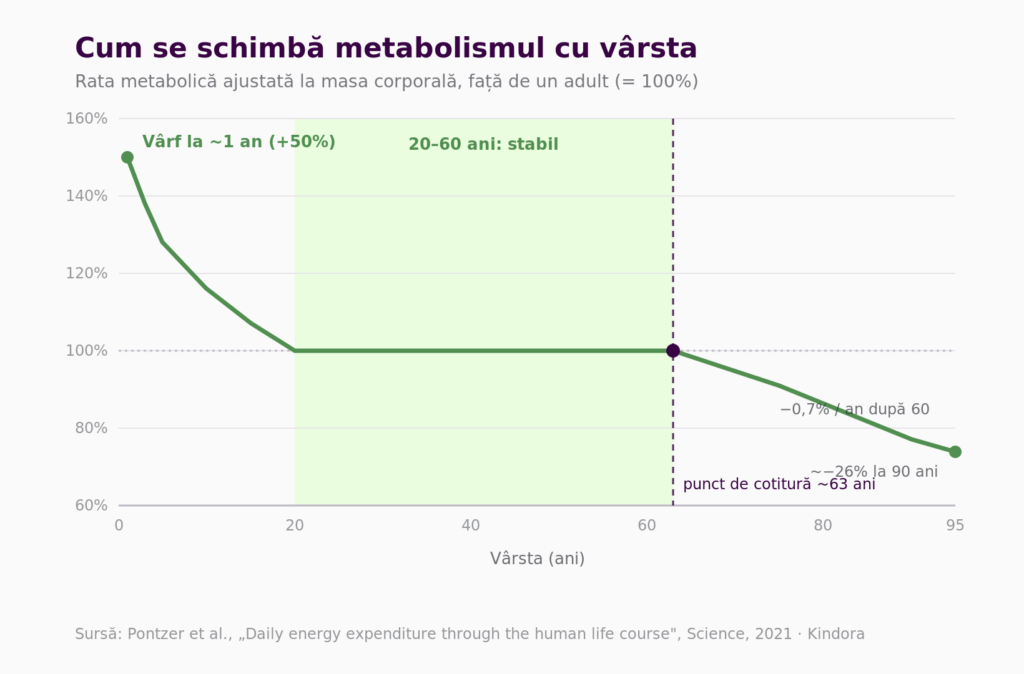 Grafic: rata metabolică pe vârstă — stabilă între 20 și 60 de ani, declin lent după 60 (studiul Pontzer, 2021).