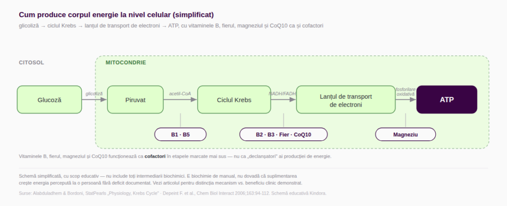 Diagramă a producției celulare de energie: glucoză, glicoliză, piruvat, ciclul Krebs, lanțul de transport de electroni și ATP, cu cofactorii B1, B5, B2, B3, fier, CoQ10 și magneziu marcați pe etapele unde acționează.