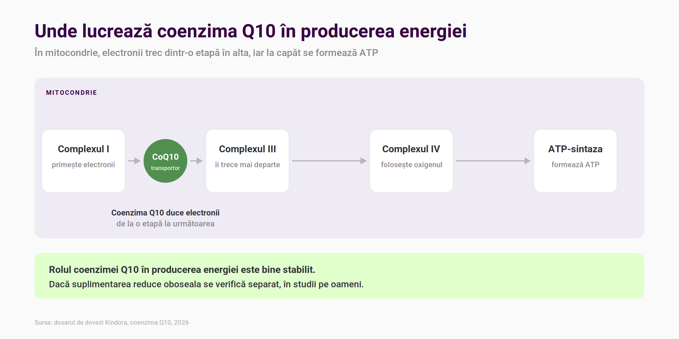 Schemă cu lanțul care produce energie în mitocondrie, în care coenzima Q10 transportă electronii de la complexul I la complexul III, iar la capăt ATP-sintaza formează ATP