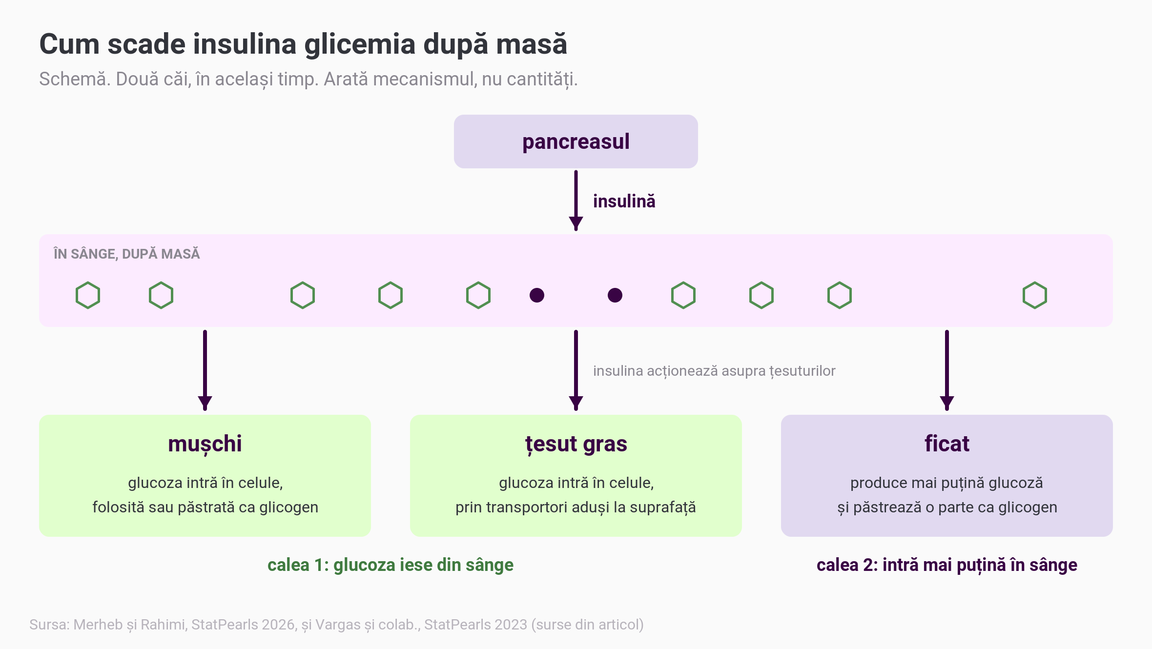 Schemă cu felul în care insulina scade glicemia după masă: pancreasul eliberează insulina în sânge, iar insulina acționează asupra a trei țesuturi; în mușchi și în țesutul gras glucoza intră în celule, în ficat producția proprie de glucoză scade și o parte din glucoză se păstrează ca glicogen
