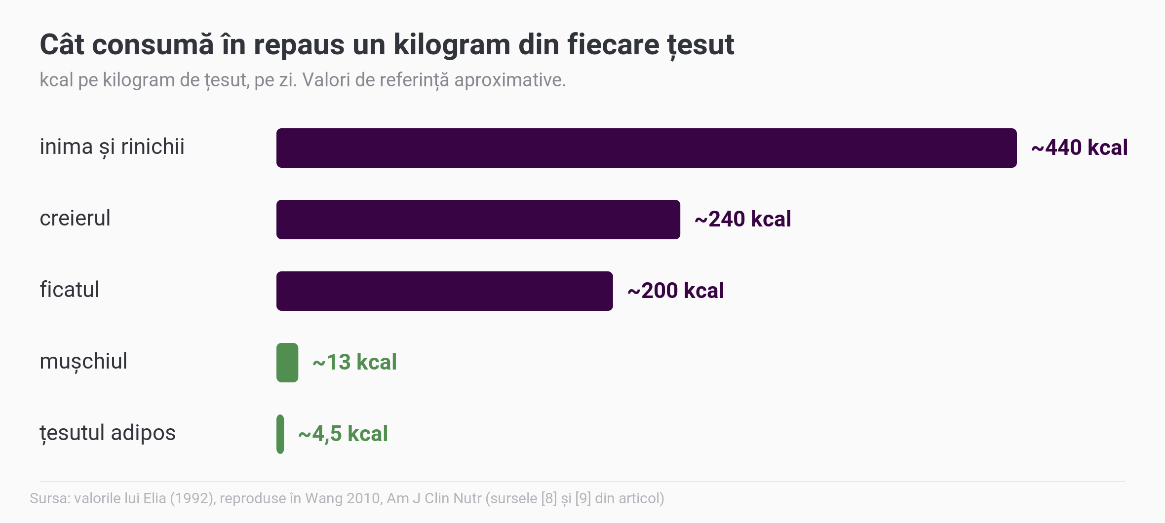 Grafic cu bare care compară cât consumă în repaus un kilogram din fiecare țesut, pe zi: aproximativ 440 kcal inima și rinichii, 240 kcal creierul, 200 kcal ficatul, 13 kcal mușchiul și 4,5 kcal țesutul adipos