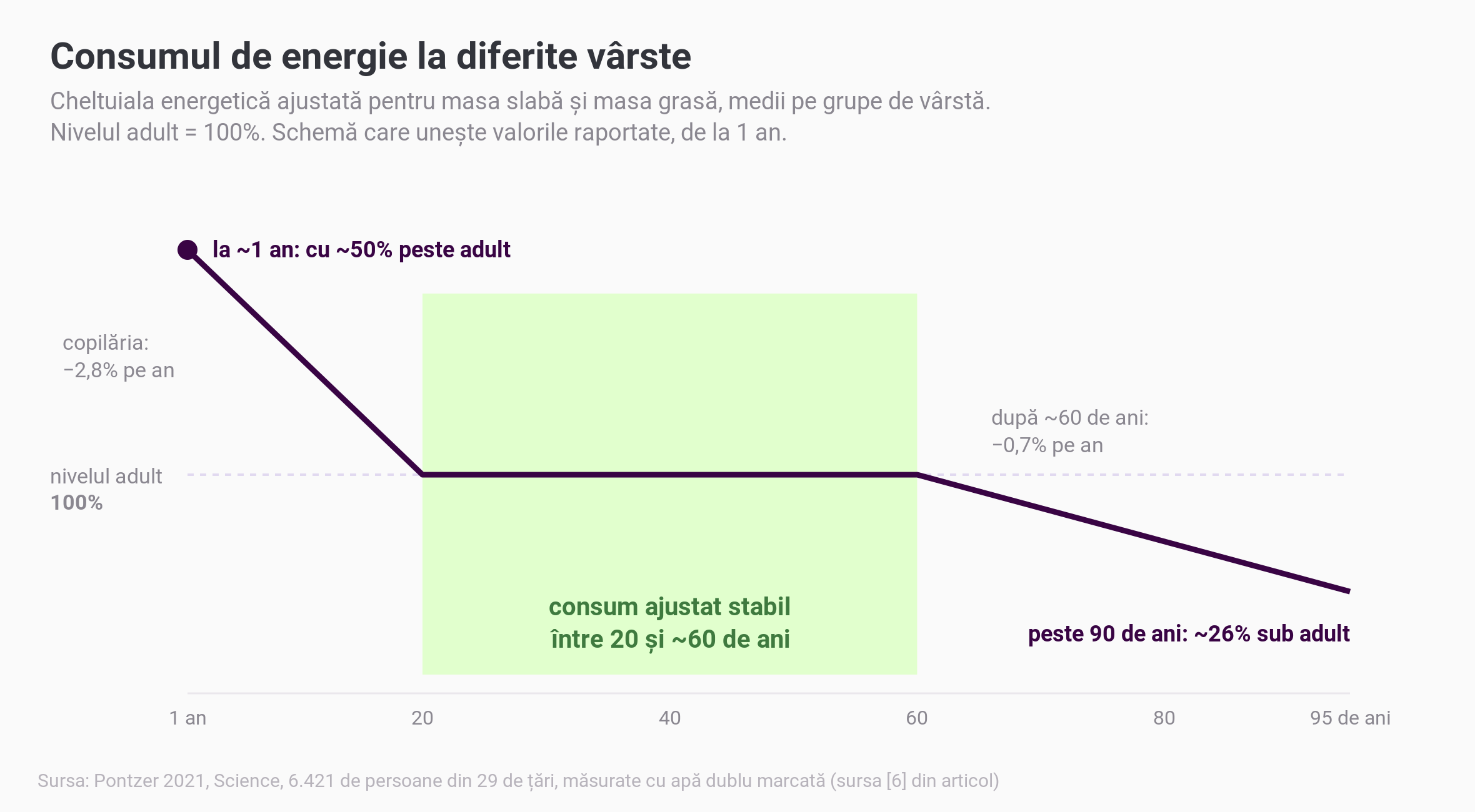 Grafic schematic cu cheltuiala energetică ajustată pentru masa slabă și masa grasă la diferite vârste: la aproximativ un an e cu circa 50% peste nivelul adult, scade în copilărie cu aproximativ 2,8% pe an, rămâne stabilă între 20 și aproximativ 60 de ani, apoi scade lent, cu aproximativ 0,7% pe an, până la circa 26% sub nivelul adult peste 90 de ani