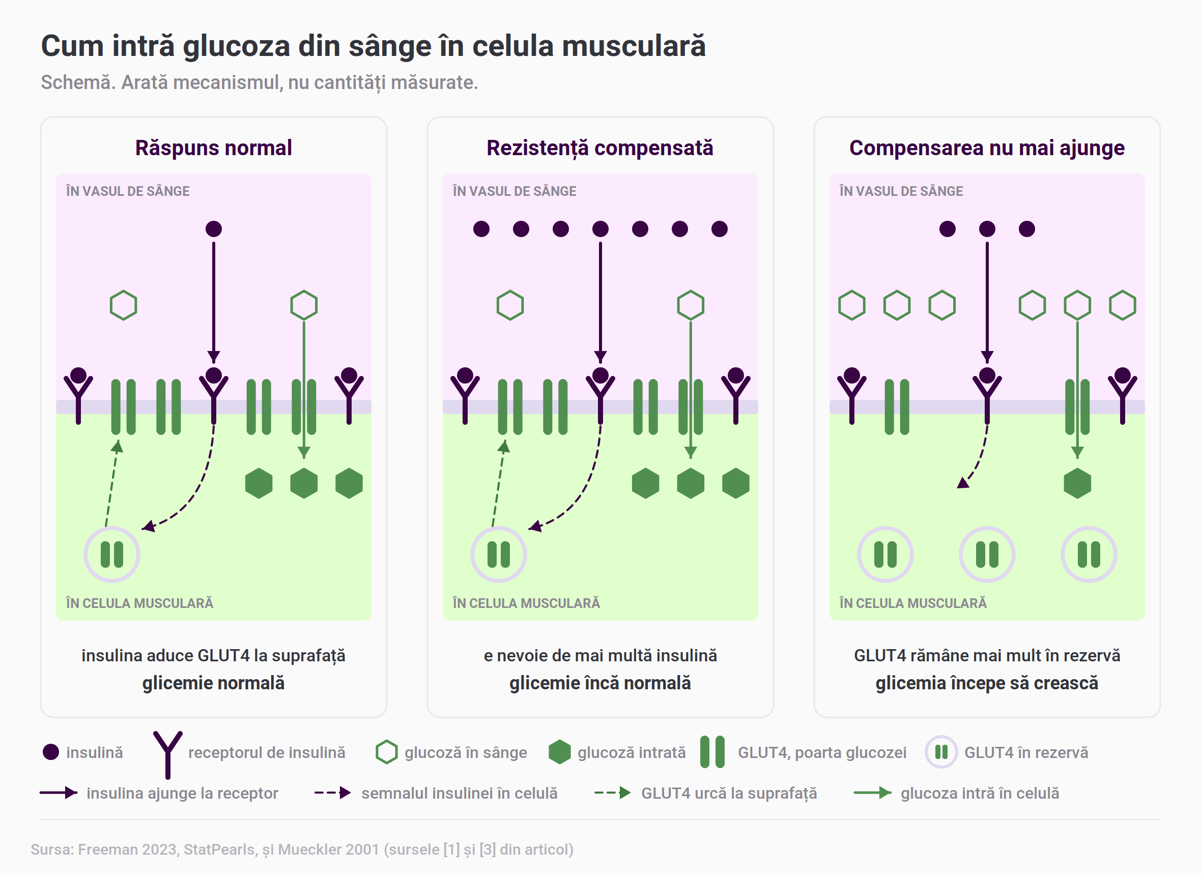Schemă în trei etape, cu vasul de sânge deasupra și celula musculară dedesubt: la răspunsul normal, insulina din sânge se leagă de receptor, semnalul aduce transportorii GLUT4 din rezervă la suprafață, iar glucoza trece din sânge în celulă; în rezistența compensată e nevoie de mai multă insulină pentru același efect; când compensarea nu mai ajunge, GLUT4 rămâne mai mult în rezervă, intră mai puțină glucoză și glicemia crește