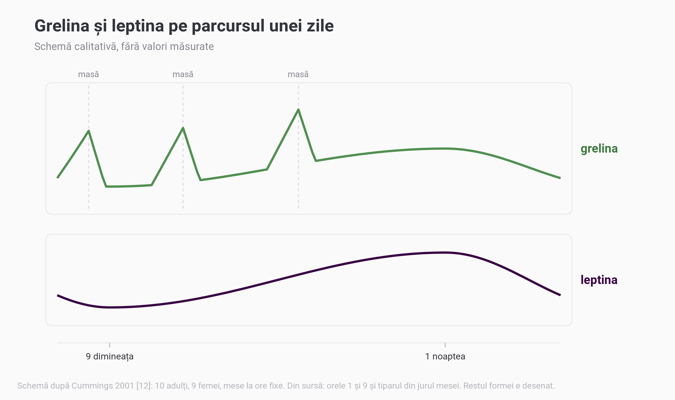 Schemă calitativă pe 24 de ore, fără valori, cu grelina și leptina: grelina urcă înainte de fiecare masă și scade după, iar între mese, ca și leptina, urcă pe parcursul zilei până în jurul orei 1 noaptea și coboară până la 9 dimineața