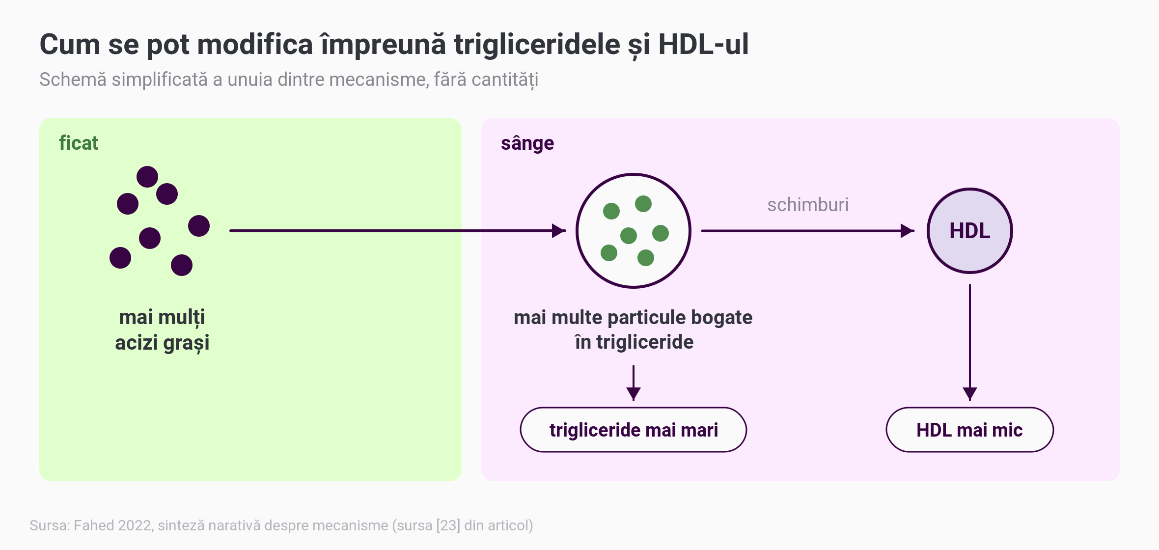 Schemă simplificată pentru sindrom metabolic, cu unul dintre mecanismele descrise: în ficat ajung mai mulți acizi grași, ficatul eliberează în sânge particule bogate în trigliceride, iar schimburile acestora cu HDL-ul duc spre trigliceride crescute și HDL scăzut pe analize